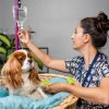 Finding the Best Insurance with Pet Health Pre-existing Condition